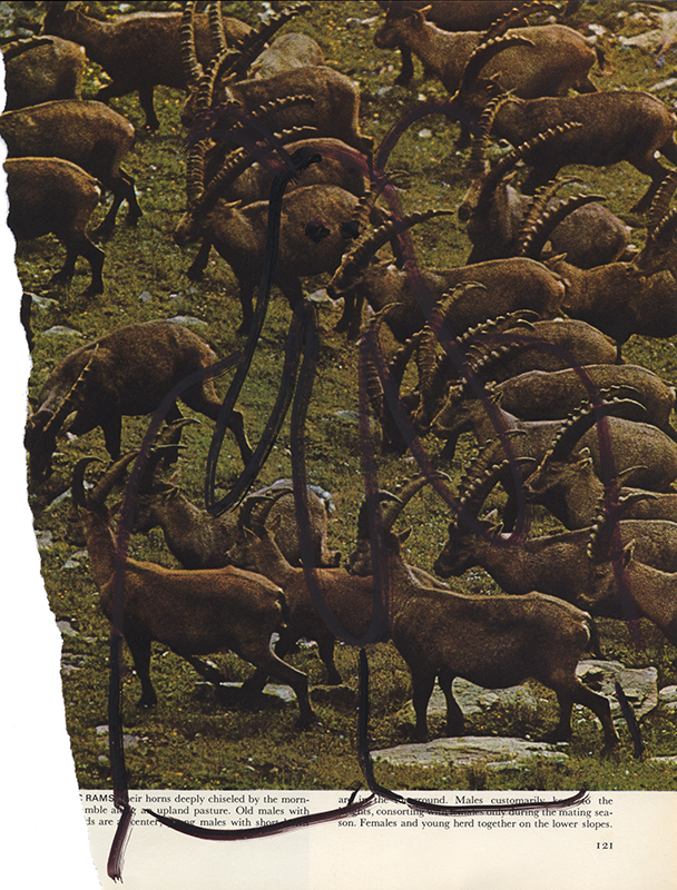 jeremiegrandsenne_menagainstmountains_bouquetinsconnection