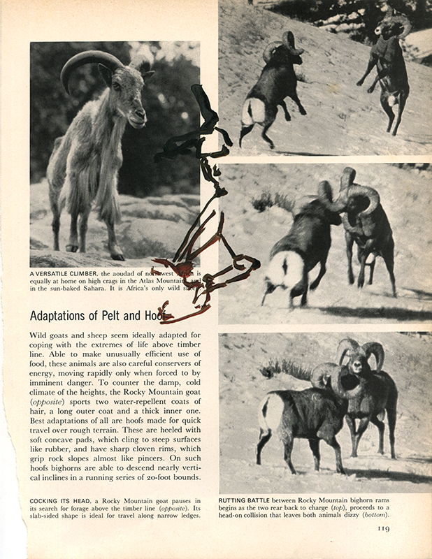 jeremiegrandsenne_menagainstmountains_bouquetinsfight