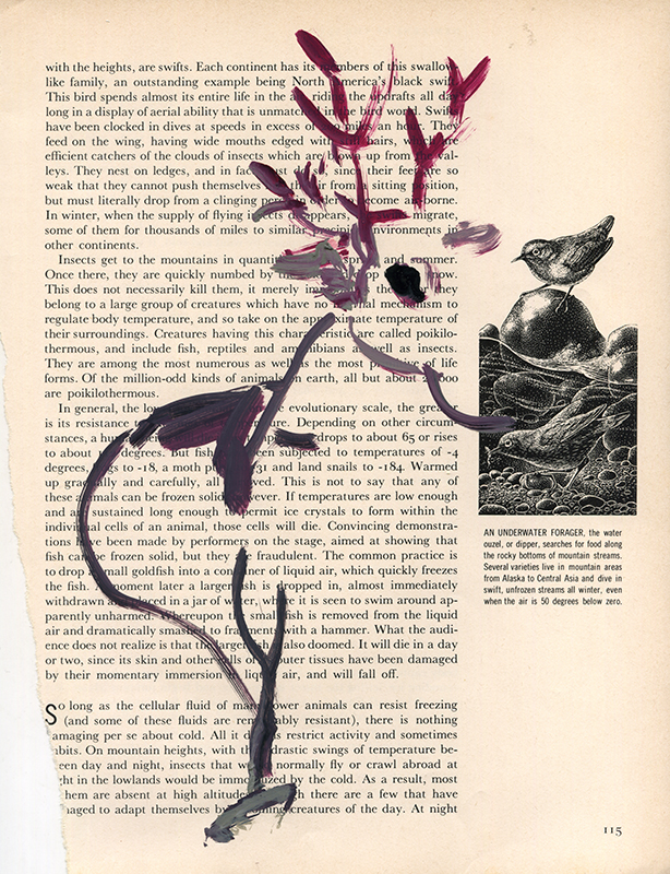 jeremiegrandsenne_menagainstmountains_cerfboisroses