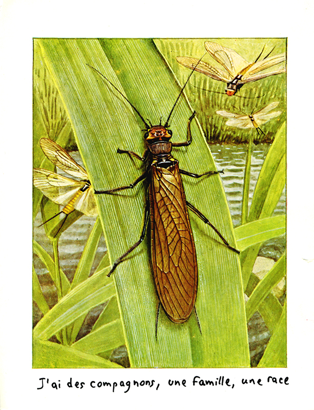 jeremiegrandsenne_sanstitre05