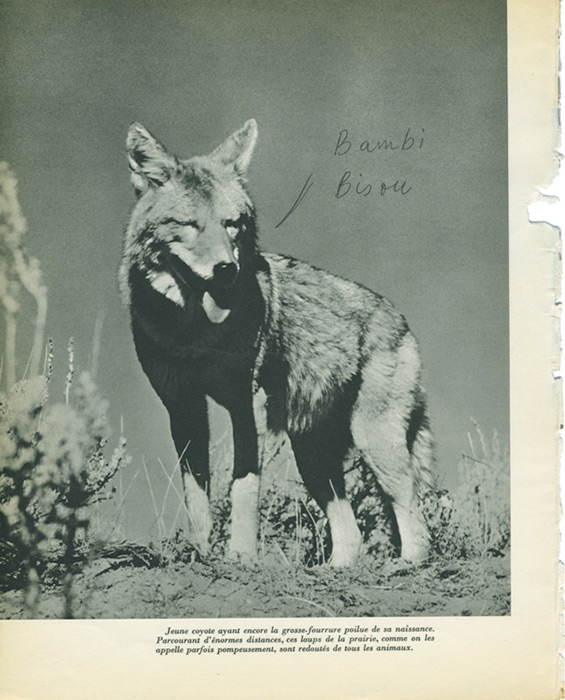 jeremiegrandsenne_bambibisou_web