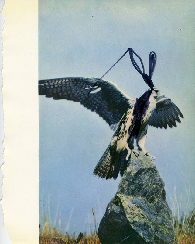 jeremiegrandsenne_eagle