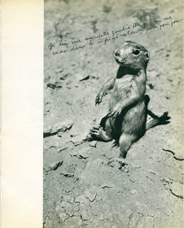 jeremiegrandsenne_marmotte2