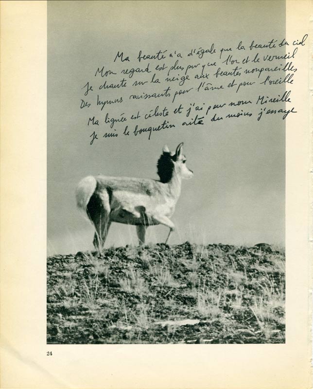 jeremiegrandsenne_mireille