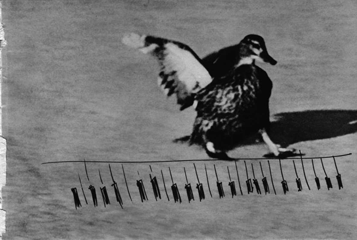 jeremiegrandsenne_oiseau-piano