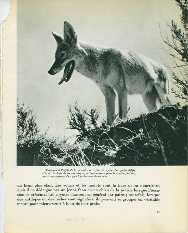 jeremiegrandsenne_superfox