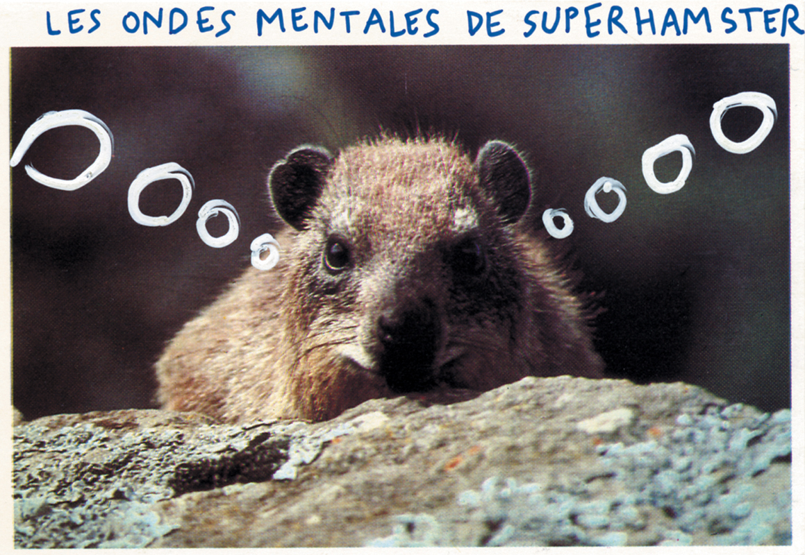 jeremiegrandsenne_superhamster