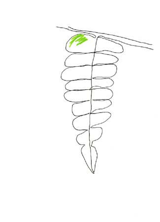 jeremiegrandsenne_feuille