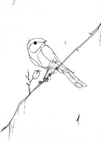 jeremiegrandsenne_thebird